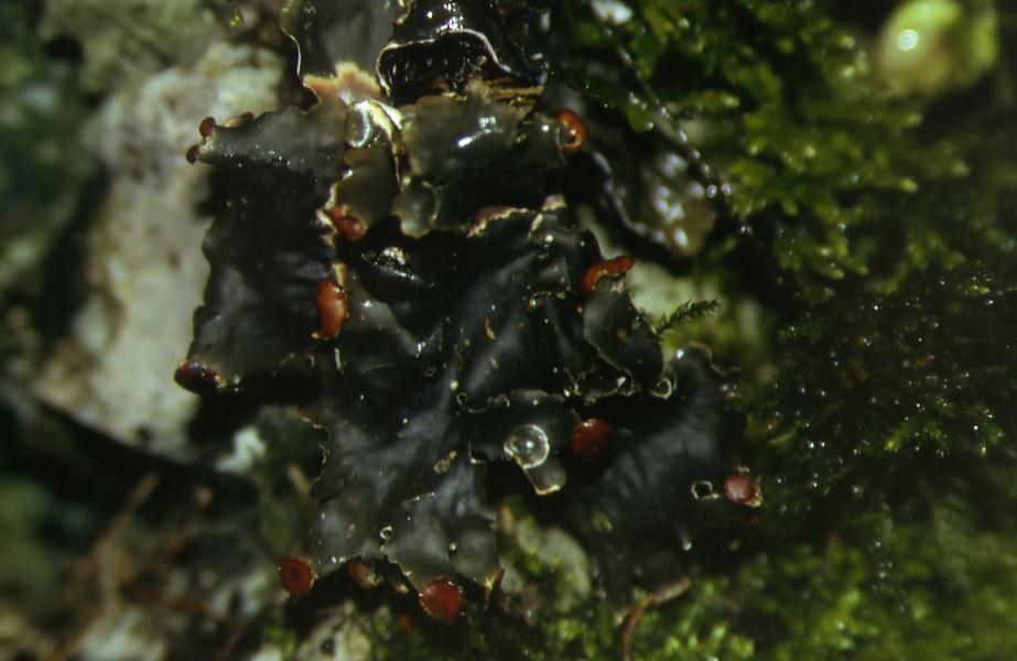 Peltigera horizontalis